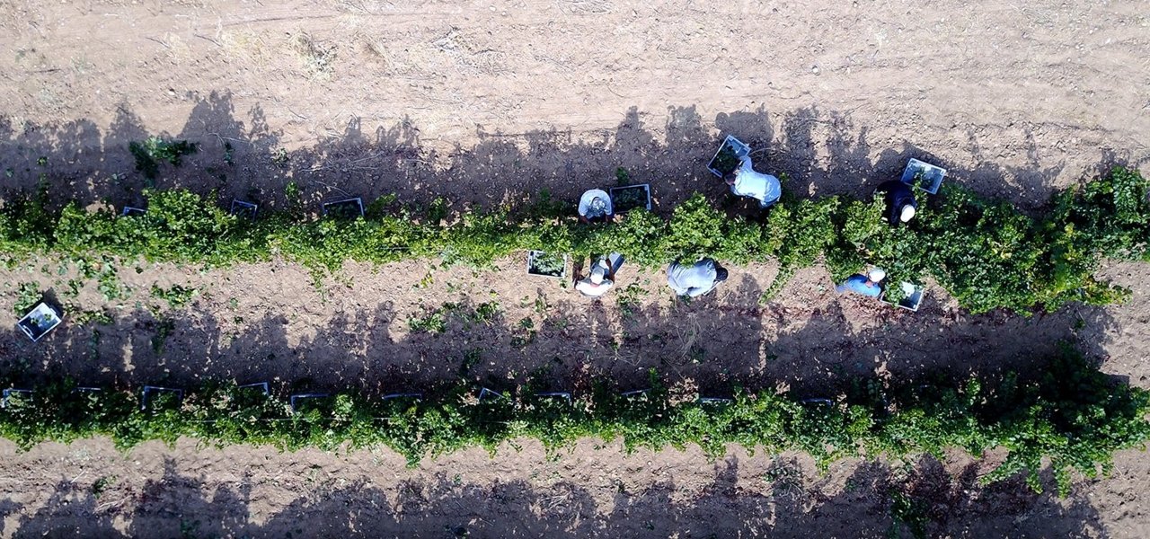 Verdejo Harvest 2018